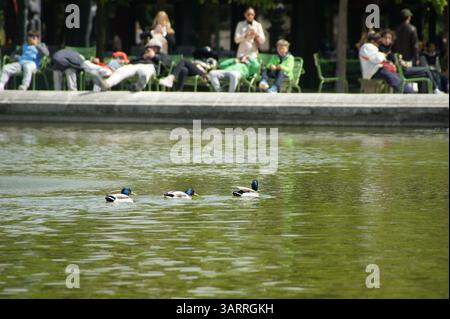 Les canards colverts nagent paisiblement dans un étang des Tuileries à Paris, tandis que les gens se détendent au bord de l'eau en arrière-plan Banque D'Images