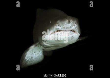 24 avril 2005 - requin tigre de sable, carcharias taurus ; trouvé dans les mers chaudes du monde entier ; captif. (Crédit image : © Andre Seale/Vwpics/VW pics/ZUMAPRESS.com) Banque D'Images