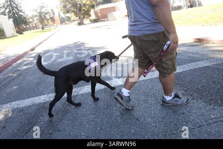 15 novembre 2013 - Menlo Park, CA, États-Unis - Sandro Navarro, vétéran de la guerre en Irak, marche avec un chien d'assistance, Jason, il aide à s'entraîner à l'installation de l'Administration des vétérans à Menlo Park, Calif, le 15 novembre 2013. Les chiens servent d'animaux de compagnie de thérapie dans le programme de récupération des traumatismes du centre pour les anciens combattants. (Crédit image : © Patrick Tehan/MCT/ZUMAPRESS.com) Banque D'Images
