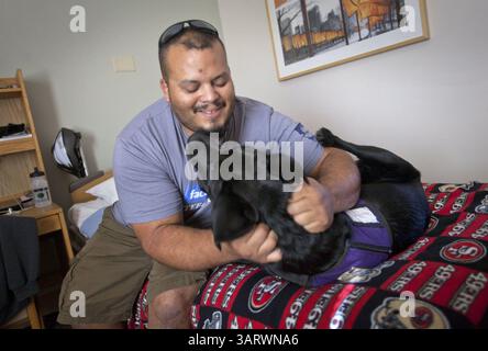15 novembre 2013 - Menlo Park, CA, États-Unis - Sandro Navarro, vétéran de la guerre en Irak, joue avec le chien d'assistance Jason à l'installation de l'Administration des vétérans à Menlo Park, Calif, le 15 novembre 2013. Les chiens servent d'animaux de compagnie de thérapie dans le programme de récupération des traumatismes du centre pour les anciens combattants. (Crédit image : © Patrick Tehan/MCT/ZUMAPRESS.com) Banque D'Images