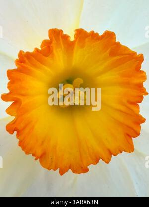 Gros plan d'une floraison de jonquille jaune et orange éclatante Banque D'Images