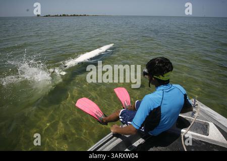 11 mai 2000 - City, Floride, États-Unis - OCTAVIO JONES | Times . Ankit Kumar 15, regarde ses coéquipiers Jonas Gonzalez 18, et Kylie Van Meter 17, manœuvrer le sous-marin à propulsion humaine tout en pratiquant à environ deux miles de la côte de Hernando Beach le mercredi 12 juin 2013. L'équipe de sous-marins du lycée Springstead participera aux courses internationales de sous-marins de cette année pour les engins à propulsion humaine du 24 au 28 juin 2013 au Naval surface Warfare Center-Carderock Division, Bethesda, Maryland. (Crédit image : © Octavio Jones/Tampa Bay Times/ZUMAPRESS.com) Banque D'Images