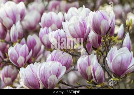 Fleur de magnolia sur magnolia au printemps, Magnolias (Magnolia), Stuttgart, Bade-Wuerttemberg, Allemagne, Europe Banque D'Images