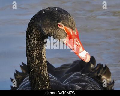 Tête de cygne noir (Cygnus atratus), macro, Rhénanie du Nord-Westphalie, Allemagne, Europe Banque D'Images