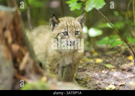 Lynx eurasien (Lynx lynx) petit (jeune) dans une forêt, Bavière, Allemagne, Europe Banque D'Images