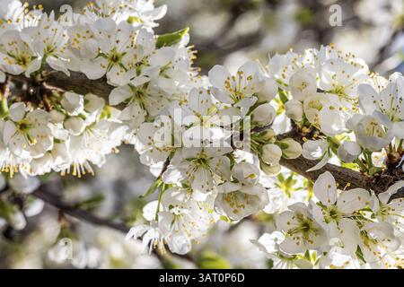 Floraison arbre mirabelle au printemps, fleur d'arbre, fleur d'arbre fruitier, Stuttgart, Bade-Wuerttemberg, Allemagne, Europe Banque D'Images