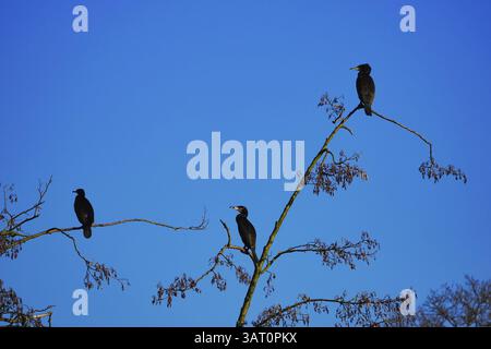 Trois cormorans (Phalacrocorax carbo) assis sur un arbre, Rhénanie du Nord-Westphalie, Allemagne, Europe Banque D'Images