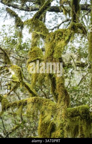 Mousse, arbres loober dans la forêt de lauriers dans le parc national de Garajonay, zone forestière près de El Cedro, la Gomera, Espagne, Europe Banque D'Images