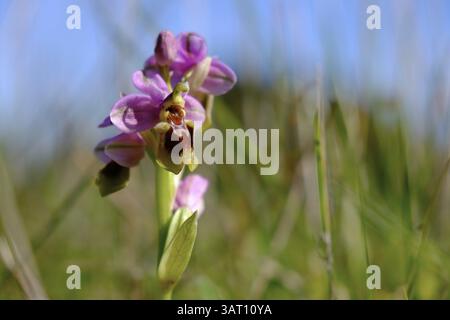 Guêpe à ragwort, Ophrys tenthredinifera, Algarve, Portugal, Europe Banque D'Images