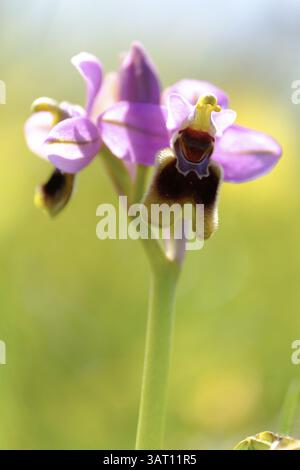 Guêpe à ragwort, Ophrys tenthredinifera, Algarve, Portugal, Europe Banque D'Images