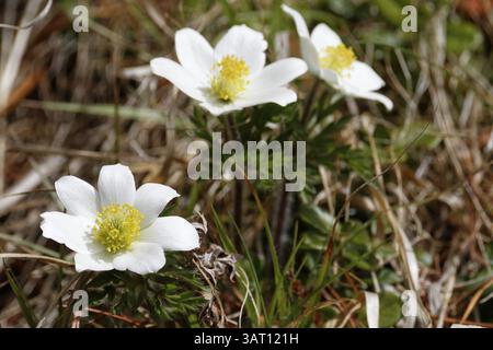 Anémone pulsatille des Alpes Banque D'Images