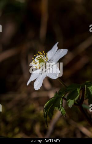 Photos rapprochées de diverses fleurs de printemps forestières en fleurs, mettant en valeur des pétales délicats, des couleurs naturelles et des détails saisonniers des bois Banque D'Images