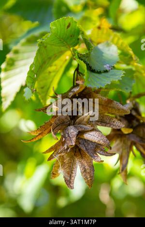 Branche d'un faisceau de cornes Carpinus betulus avec inflorescence tombante et feuilles en automne, foyer sélectionné, profondeur de champ étroite, espace de copie dans le blurr Banque D'Images