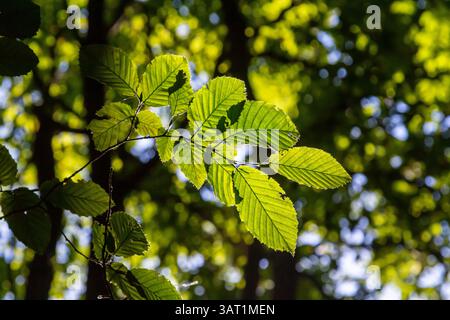Foyer sélectif des feuilles de celer d'Ulmus pumila, du cornbeam européen ou du carpinus betulus dans le jardin, petite plante à feuilles qui forme une haie dense, verte Banque D'Images