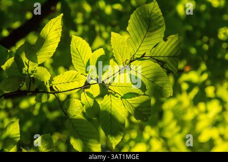 Foyer sélectif des feuilles de celer d'Ulmus pumila, du cornbeam européen ou du carpinus betulus dans le jardin, petite plante à feuilles qui forme une haie dense, verte Banque D'Images
