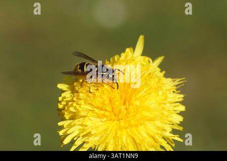 Reine d'une guêpe commune (Vespula vulgaris), famille des Vespidae sur la fleur du pissenlit commun (Taraxacum officinale). Printemps, pays-Bas, avril Banque D'Images