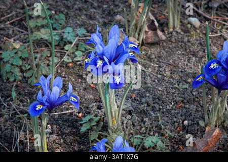 Iris reticulata bleu dans un jardin. Iris reticulata, l'iris des neiges, iris filet ou filet doré. Les premières fleurs du printemps. Couleurs vives et belles. Banque D'Images