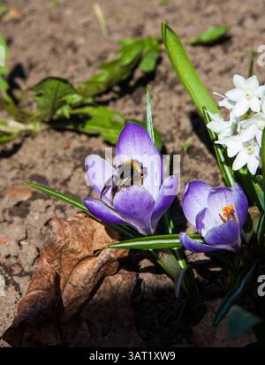 Crocus violet brillant au printemps. Abeilles cherchant du pollen dans les fleurs dans cette macro gros plan. Une abeille pollinise une fleur une fleur de printemps précoce A. Banque D'Images