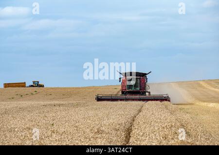 Récolte de blé Bawdsey Suffolk UK Banque D'Images