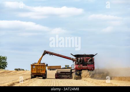 Récolte de blé Bawdsey Suffolk UK Banque D'Images