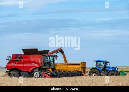 Récolte de blé Bawdsey Suffolk UK Banque D'Images