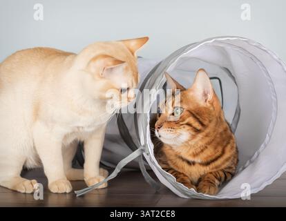 Deux chats de race pure, un birman et un Bengale, jouent avec un tunnel de chat blanc dans un intérieur minimaliste léger avec un mur bleu. Un chat est assis à l'intérieur de la tunne Banque D'Images