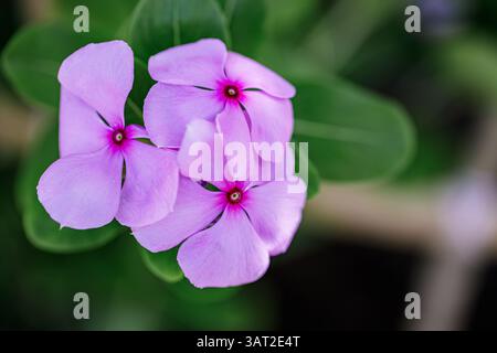 Fleurs de vinka rose luxuriante floues dans le jardin ensoleillé, couleurs vibrantes avec une lumière douce, arrière-plan de nature d'inspiration rêveuse, paysage botanique serein Banque D'Images