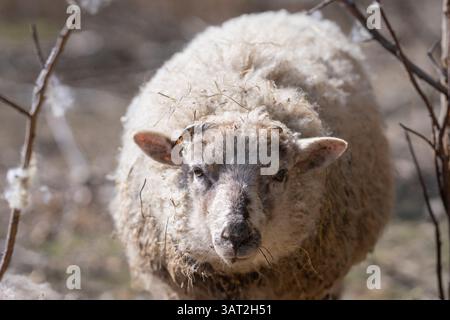 Gros plan d'un mouton blanc au pelage bouclé debout entre les buissons au début du printemps. Portrait d'un mouton domestique (Ovis aries). Banque D'Images
