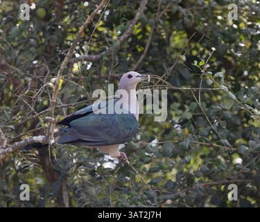 Un pigeon impérial vert collectant du matériel de nid dans le parc national de Yala, si Lanka Banque D'Images