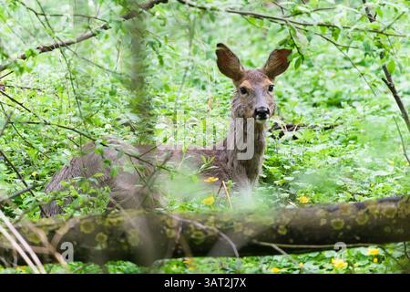 Capreolus capreolus aka femelle de chevreuil d'europe se repose caché dans la forêt au printemps. Contact visuel. Banque D'Images