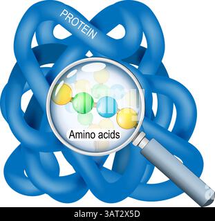 Structure protéique. Gros plan de la molécule de protéine. A travers la loupe, une chaîne d'acides aminés est visible. Illustration vectorielle. Affiche médicale. Illustration de Vecteur