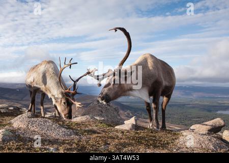Un couple de rennes se promène dans les montagnes de Cairngorms en Écosse. Banque D'Images