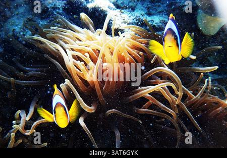 Deux poissons-clowns nageant parmi les anémones de mer vibrantes dans un environnement océanique clair, mettant en valeur la vie marine colorée et la beauté sous-marine. Banque D'Images