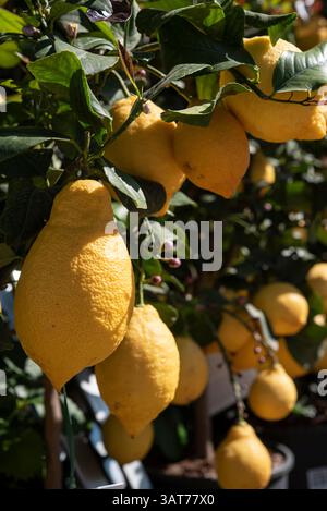Le citron est une espèce de petit arbre à feuilles persistantes du genre Citrus de la famille des plantes à fleurs Rutaceae.. Banque D'Images