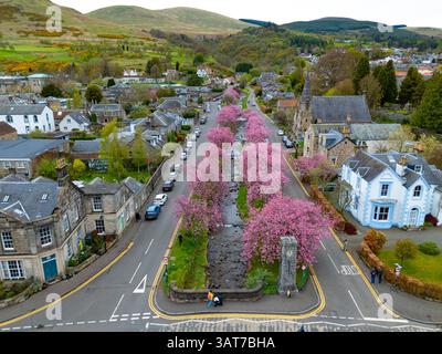 Fleurs de cerisier en pleine floraison à Burnside à Dollar, Clackmannanshire, Écosse Royaume-Uni Banque D'Images
