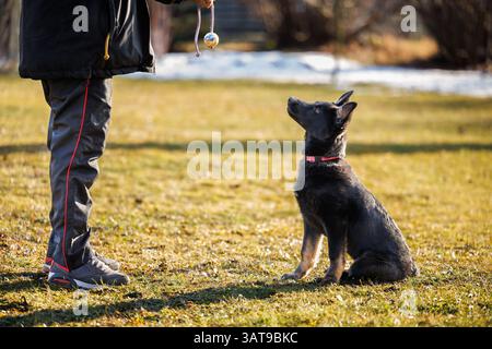 Chiot berger allemand noir axé sur le propriétaire d'un animal de compagnie lors d'une séance de dressage d'obéissance de chien en plein air Banque D'Images