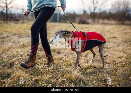 Propriétaire d'animal promenant son lévrier en manteau de chien. Old Spanish Galgo garde au chaud dans des vêtements pour animaux de compagnie à l'extérieur. Thèmes animaliers Banque D'Images