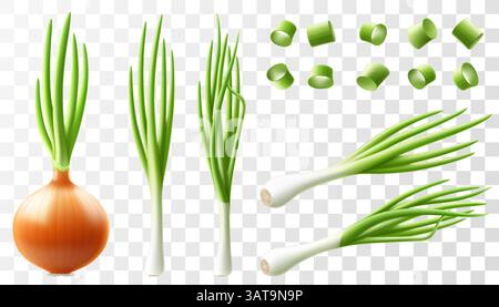 Ensemble d'oignons. Bulbe entier d'oignon jaune. Collection avec tranches d'oignon vert ou de poireaux. Ciboulette hachée à l'oignon vert, bouquet d'oignon vert frais. HEA Illustration de Vecteur