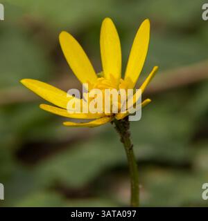 Vue rapprochée d'une fleur jaune vibrante en pleine floraison sur un fond vert luxuriant. Capture la beauté et le détail de la flore naturelle Banque D'Images