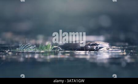 Gros plan d'un ornithorhynchus sauvage (Ornithorhynchus anatinus) nageant dans un lagon à l'aube, Australie Banque D'Images