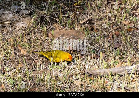 Jaune safran-finch perché sur le sol Banque D'Images
