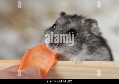Hamster mange des carottes. Hamster Djungarian domestique mange de la nourriture. Banque D'Images