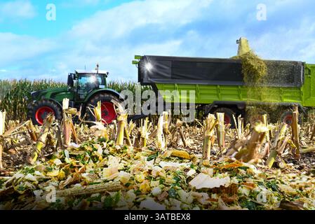 Tracteur avec remorque collectant la récolte de maïs dans le champ de maïs avec le broyeur moissonneuse-batteuse. Banque D'Images