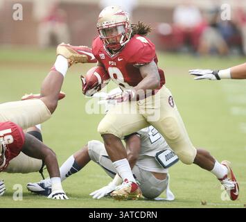 14 septembre 2013 - Tallahassee, FL, USA - Florida State Running Back Devonta Freeman (8) franchit la ligne défensive du Nevada lors du match au stade Doak Campbell de Tallahassee, Floride, le samedi 14 septembre 2013. Le FSU a battu le Nevada, 62-7. (Crédit image : © Stephen M. Dowell/MCT/ZUMAPRESS.com) Banque D'Images
