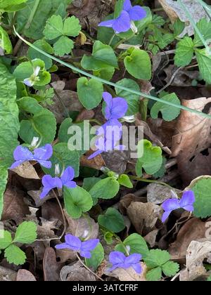 BOIS VUILET Viola odorata. Photo : Tony Gale Banque D'Images