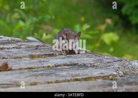 Dormou de jardin sur un pont en bois Banque D'Images