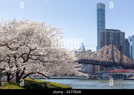 Les cerisiers en fleurs sont en pleine floraison, créant une vue pittoresque le long de la rivière East sur Roosevelt Island avec de grands bâtiments en arrière-plan Banque D'Images