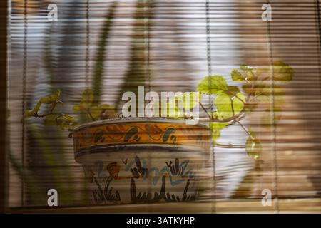 Un pot en céramique au feuillage vert est vu à travers des stores en bois dans un patio typique de Séville, Andalousie, mettant en valeur le charme local. Banque D'Images