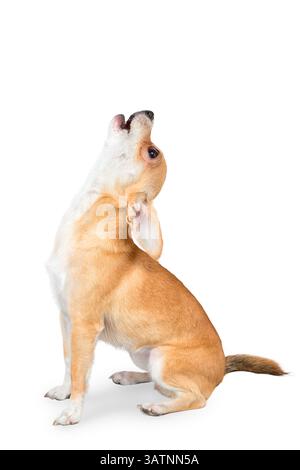 Petit chihuahua chien assis sur le plancher isolé sur fond blanc Banque D'Images