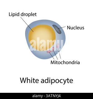 Structure des cellules graisseuses blanches, illustration. Les cellules graisseuses blanches ont une grosse gouttelette lipidique unique (uniloculaire) et un petit noyau poussé sur le côté. Banque D'Images
